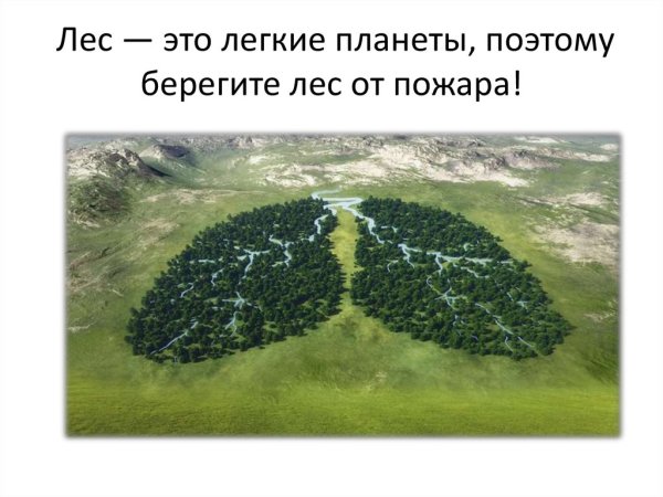 Растения легкие земли