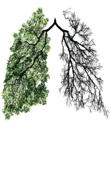 Деревья легкие планеты