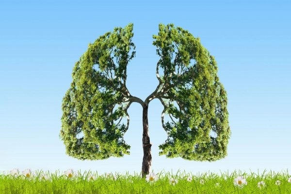 Зеленые легкие планеты