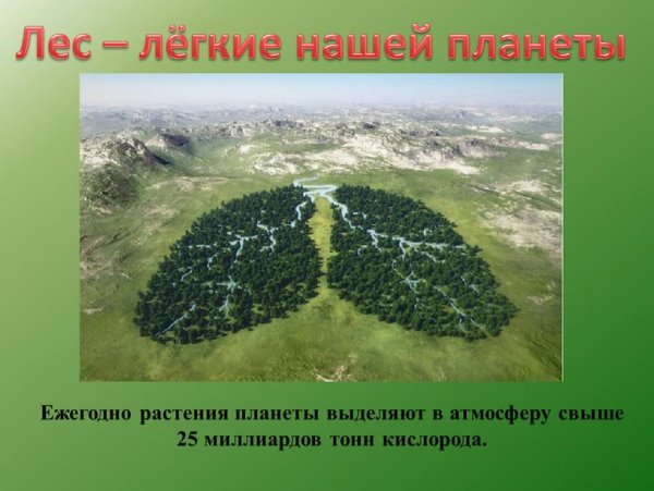 Международный день леса