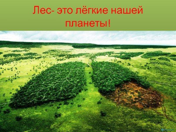 Деревья легкие планеты для детей