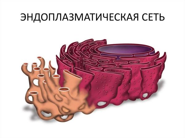 Гранулярная эндоплазматическая сеть рисунок