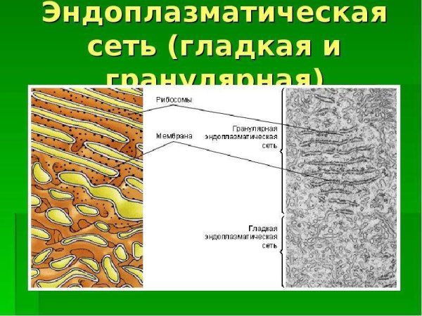 ЭПС ретикулум