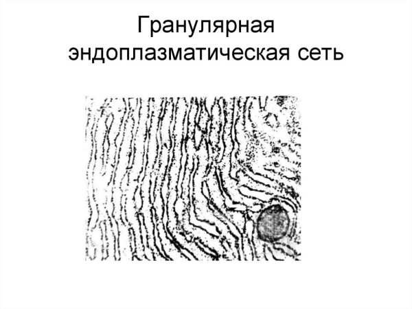 Эндоплазматический ретикулум строение схема