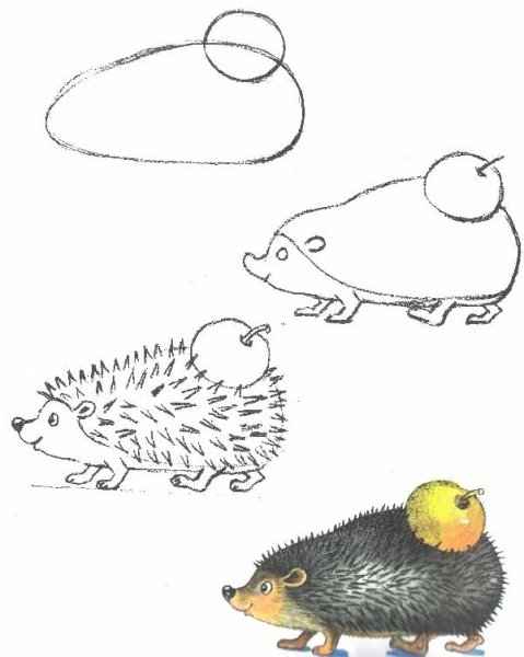 Поэтапное рисование ежика