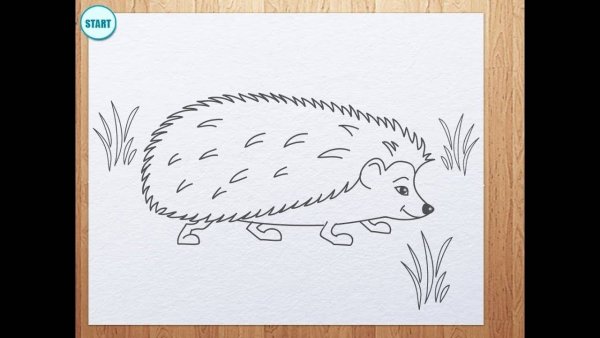 Нарисовать ежа