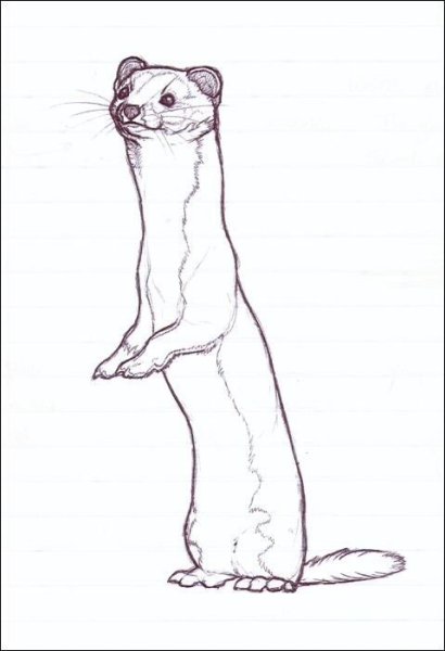 Ласка карандашом