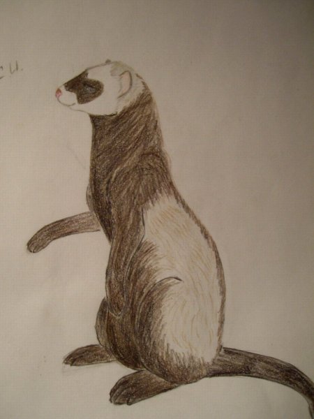 Хорёк для срисовки