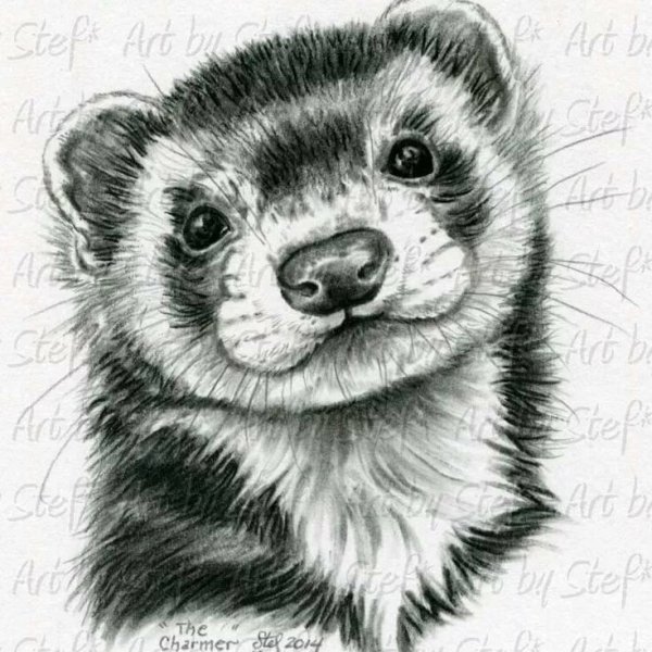 Хорек карандашом