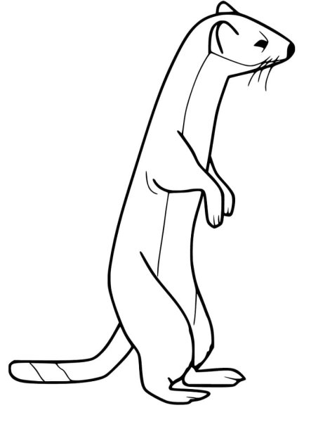 Хорек Рикки Тикки Тави