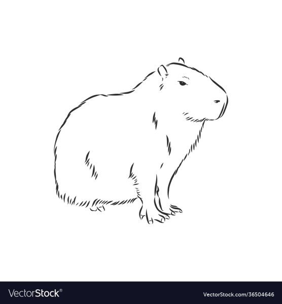 Капибара карандашом