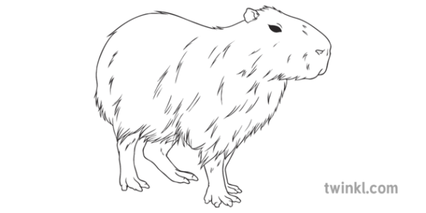 Капибара рисунок контур