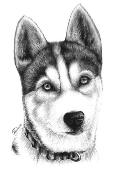 Хаски рисунок карандашом