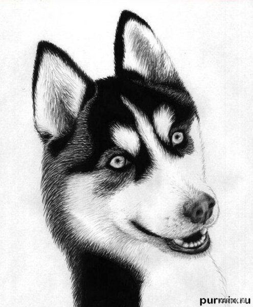 Легкий рисунок собаки хаски