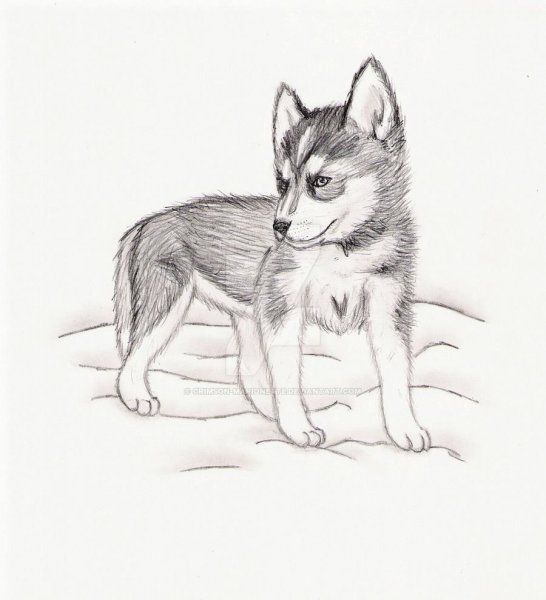 Рисунки для срисовки лёгкие собаки