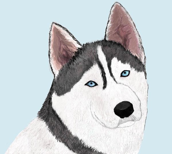 Хаски рисунок для срисовки