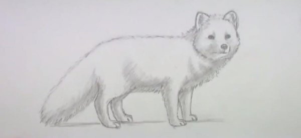 Песец для рисования