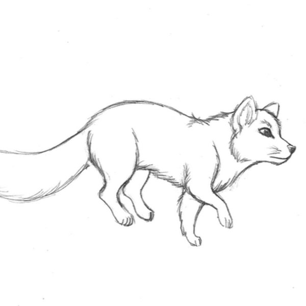 Песец карандашом