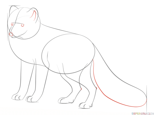 Поэтапное рисование песца