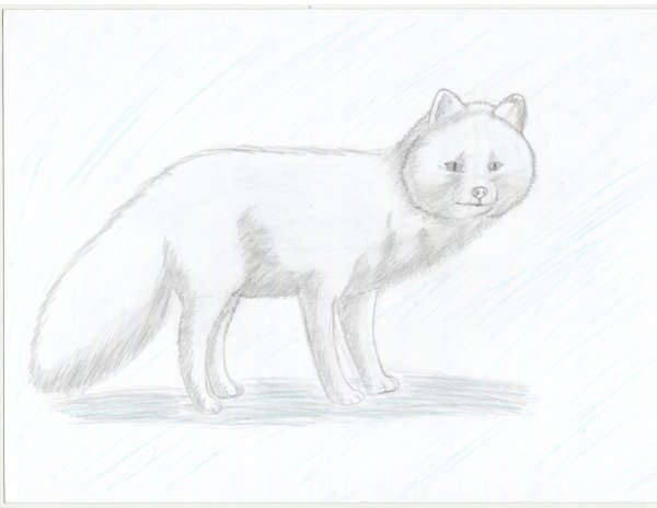 Легкий рисунок песца