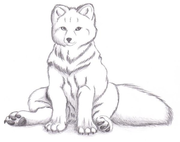 Песец рисунок