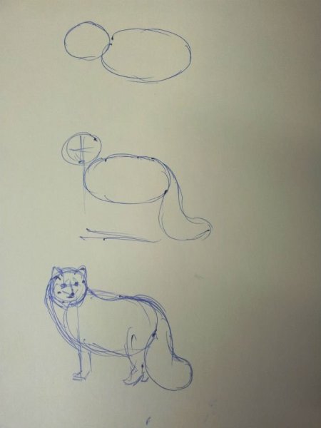 Как нарисовать песца