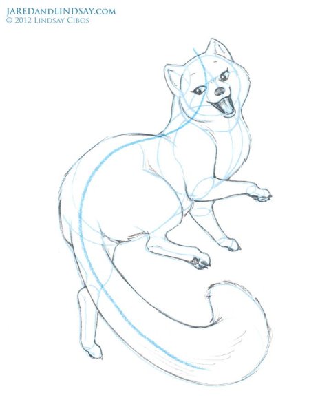 Песец рисунок карандашом