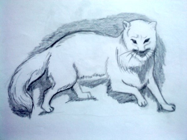 Песец карандашом