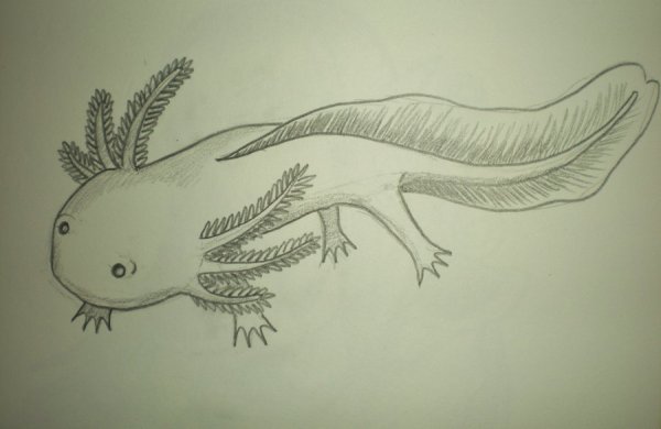 Фурсона аксолотль