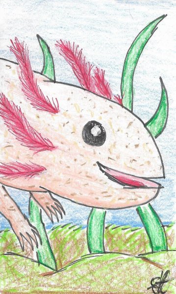 Аксолотль чб