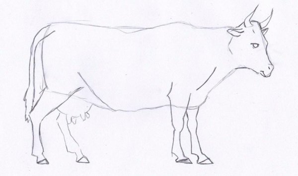 Корова раскраска для детей