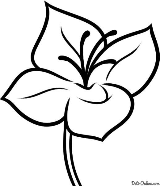 Цветок для срисовки легкий