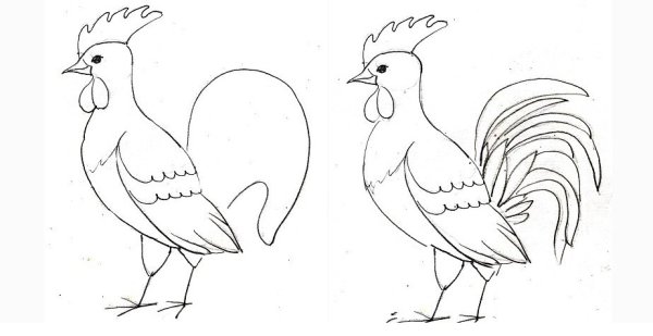 Этапы рисования петуха