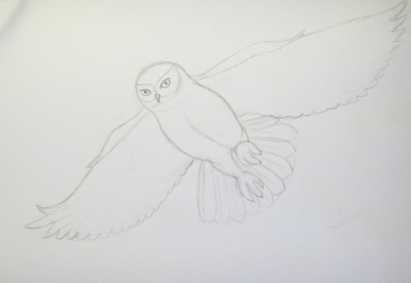 Поэтапное рисование Совы в полете