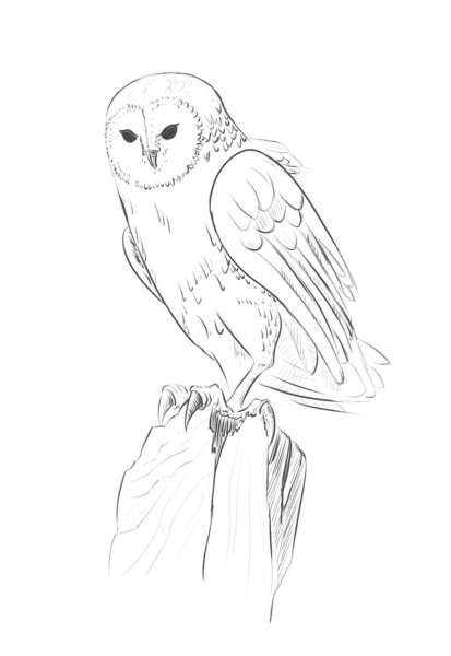 Сова сипуха