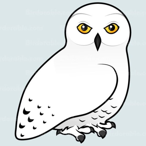 Полярная Сова вектор