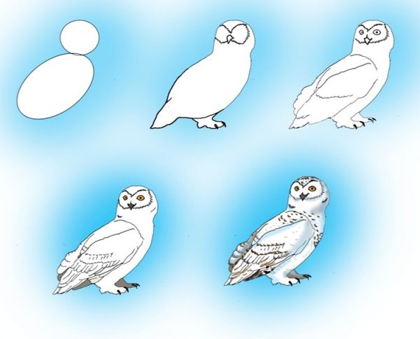 Полярная Сова рисунок