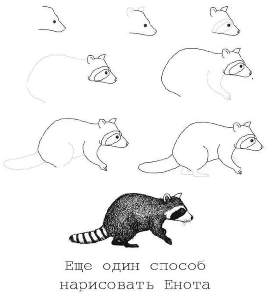 Как нарисовать енота