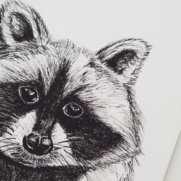 Енот полоскун зарисовка