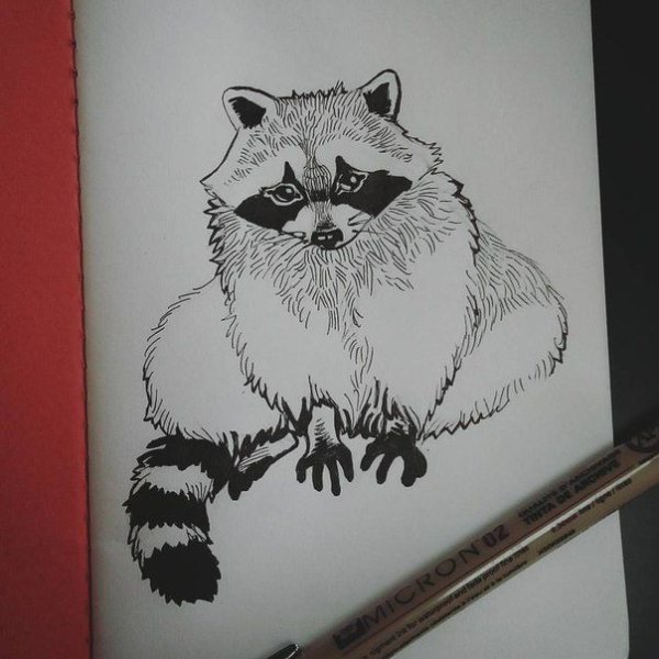 Скетчинг енот маркерами