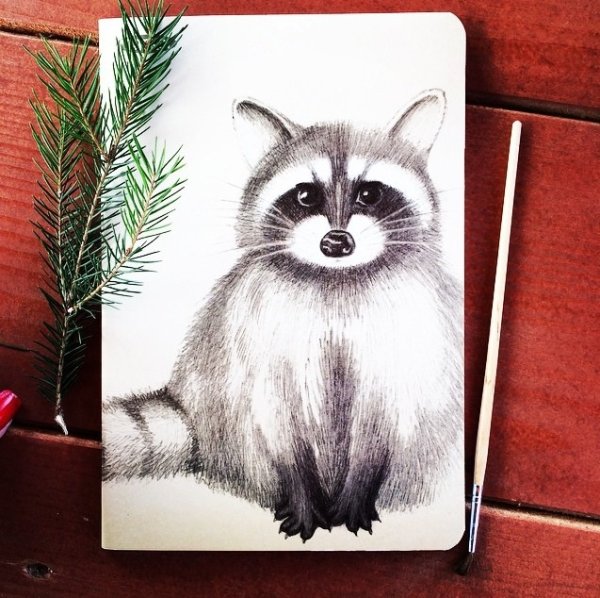 Енот карандашом