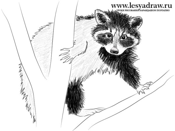 Схема рисования енота