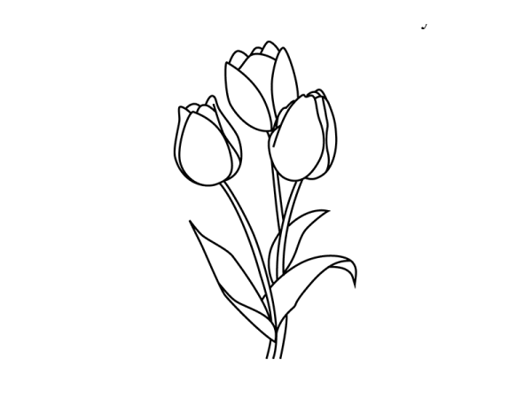 Цветы карандашом для срисовки тюльпаны