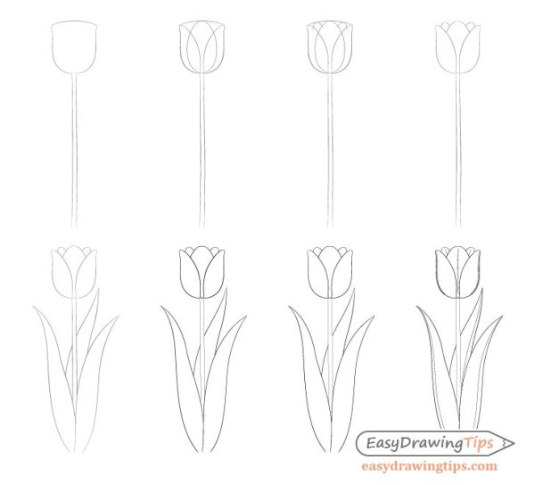 Тюльпаны карандашом