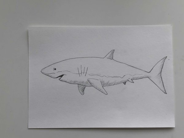 Раскраски акула для детей 6-7 лет