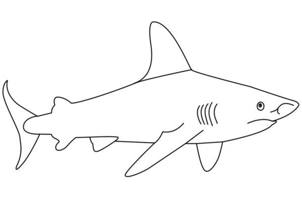 Акула карандашом