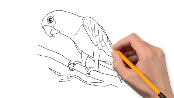 Волнистый попугайчик рисунок