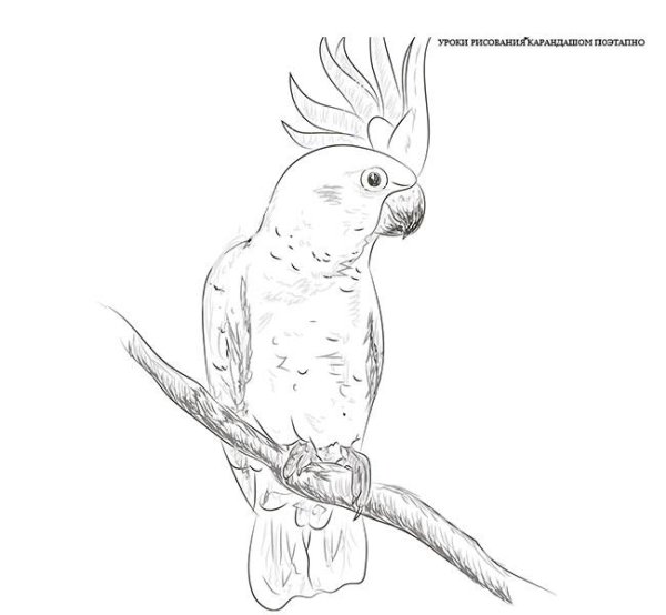 Попугай рисунок карандашом