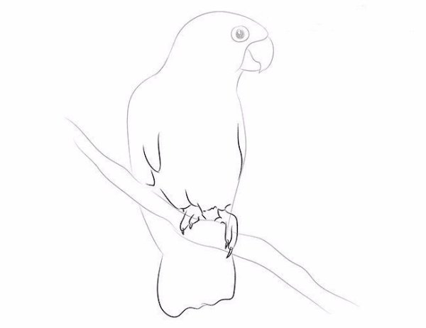 Поэтапный рисунок попугая