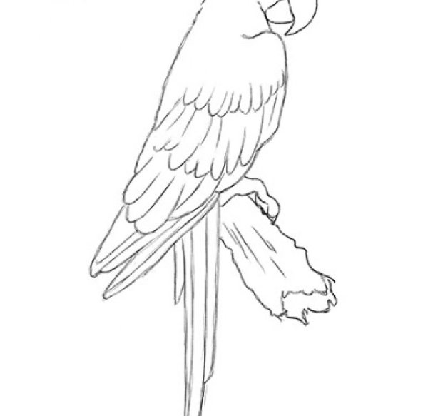 Раскраска попугай корелла